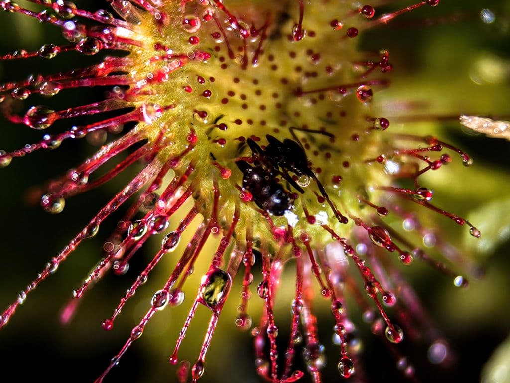 Flora