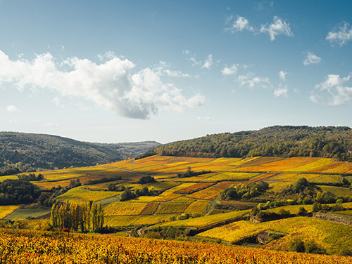 Côte d’or